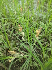 Carex pellita