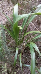 Phormium cookianum hookeri