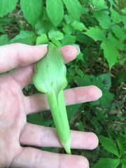 Arisaema triphyllum