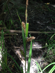 Carex hyalinolepis