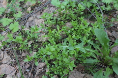Moehringia trinervia