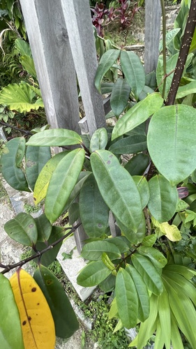 Foto de Chifre-de-veado