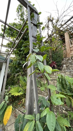 Foto de Chifre-de-veado