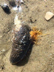 Sclerodactyla briareus