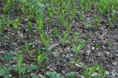 Convallaria majalis
