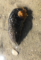Sclerodactyla briareus