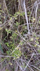 Leptostigma setulosum