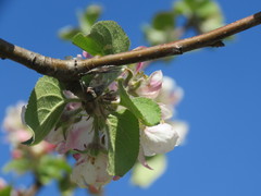 Xanthostigma xanthostigma