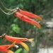 Lobelia laxiflora - Photo 由 Ricardo Arredondo T. 所上傳的 (c) Ricardo Arredondo T.，保留部份權利CC BY-NC