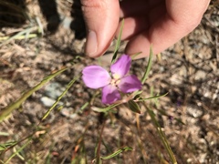 Clarkia gracilis