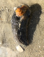 Sclerodactyla briareus