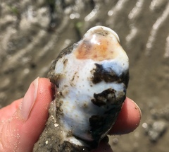 Sclerodactyla briareus