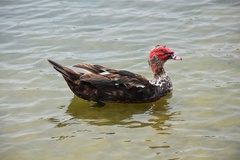 Cairina moschata domestica