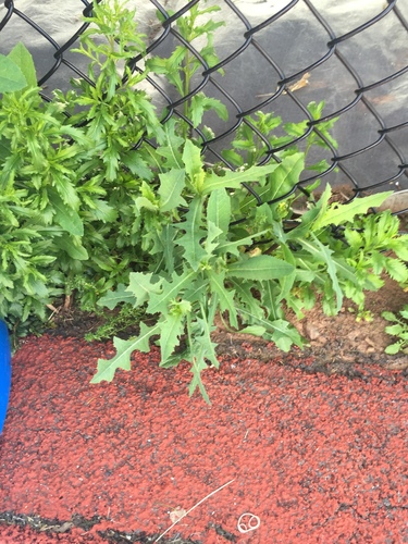 photo of Prickly Lettuce (Lactuca serriola)