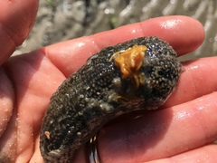 Sclerodactyla briareus
