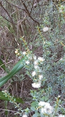 Olearia solandri