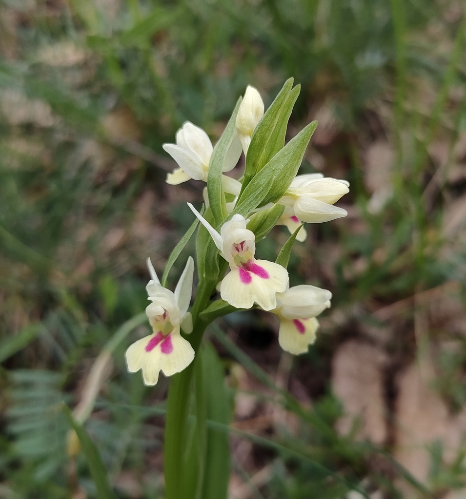 Dactylorhiza insularis (Sommier) Landwehr 2