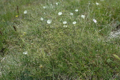 Rumia crithmifolia