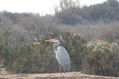 Ardea herodias