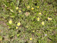 Tetraneuris linearifolia