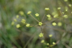 Rumia crithmifolia