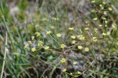 Rumia crithmifolia