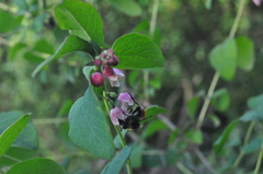 Criorhina coquilletti