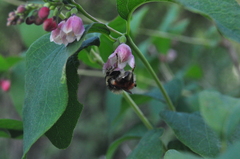 Criorhina coquilletti