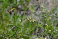 Rumia crithmifolia