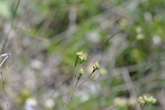 Rumia crithmifolia