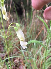 Penstemon oklahomensis
