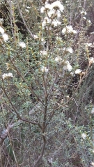 Olearia solandri