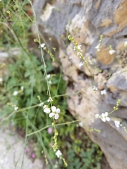 Crambe filiformis