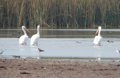 Pelecanus erythrorhynchos