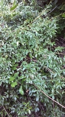 Rubus schmidelioides schmidelioides