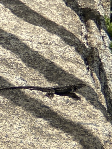 iNaturalist observation photo of Western Fence Lizard