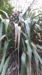 Phormium cookianum hookeri