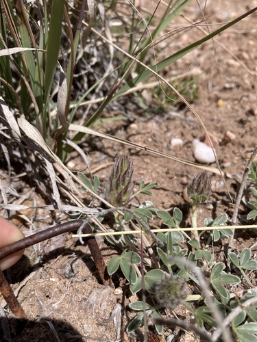Image of Dalea jamesii by (c) Anders Hastings, some rights reserved (CC BY)