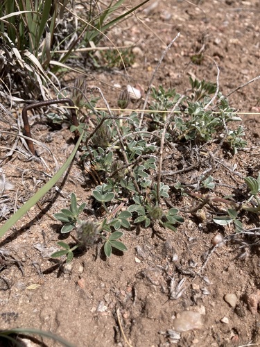 Image of Dalea jamesii by (c) Anders Hastings, some rights reserved (CC BY)