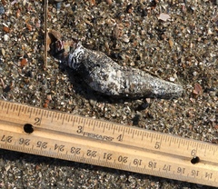 Sclerodactyla briareus