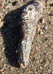 Sclerodactyla briareus