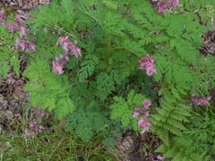 Dicentra eximia