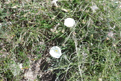 Convolvulus holosericeus