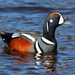 Harlequin Duck - Photo (c) Игорь Двуреков, some rights reserved (CC BY-NC), uploaded by Игорь Двуреков
