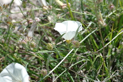 Convolvulus holosericeus