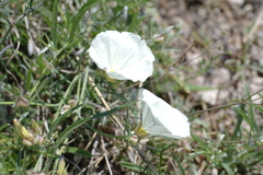 Convolvulus holosericeus