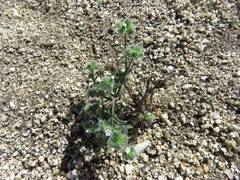 Cryptantha pterocarya