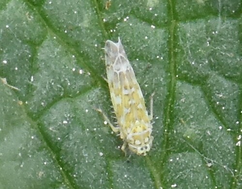 Ligurian Leafhopper, Groesbeek, Nederland, photo 8 of 10