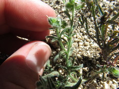 Cryptantha pterocarya