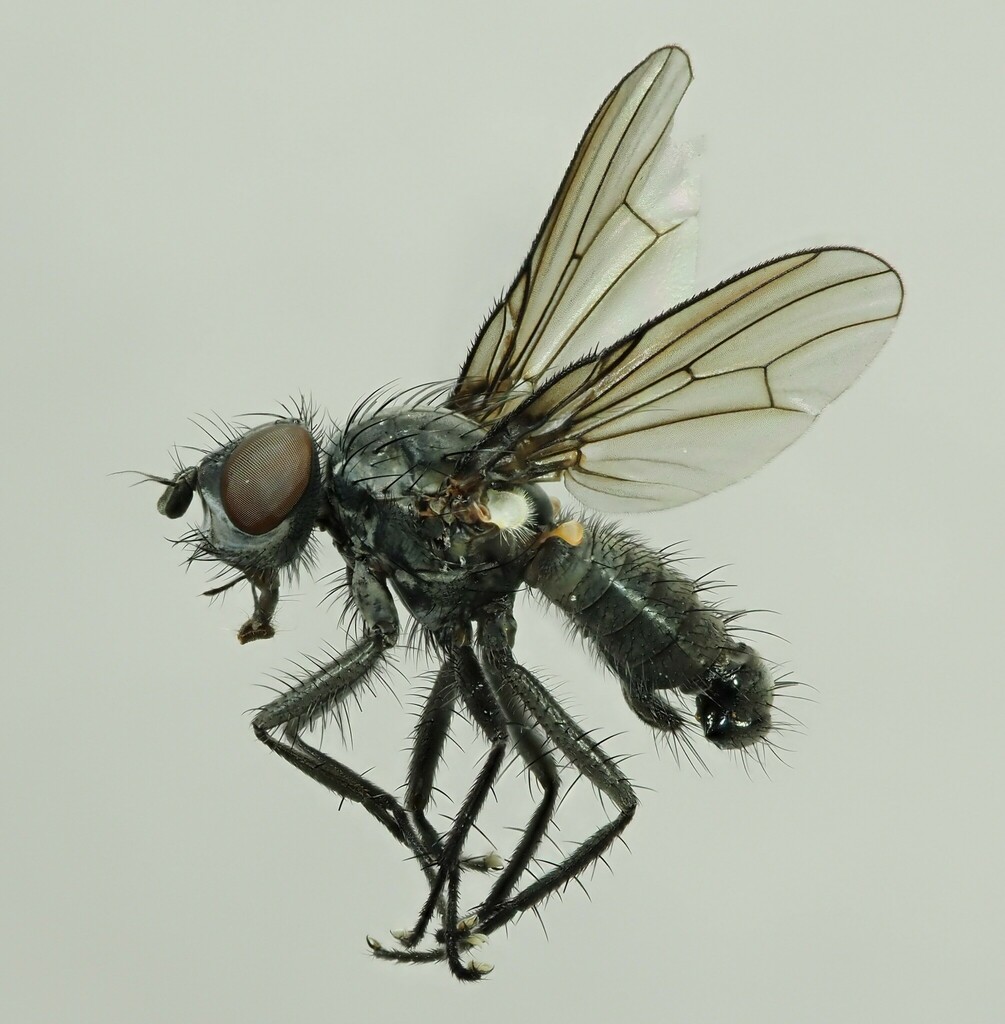 Phorbia fumigata